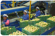 trazabilidad alimentaria linea de proceso